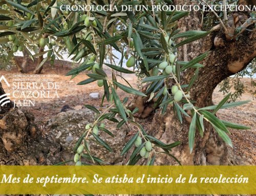 CRONOLOGÍA DE UN PRODUCTO EXCEPCIONAL. Mes de septiembre. Se atisba el inicio de la recolección